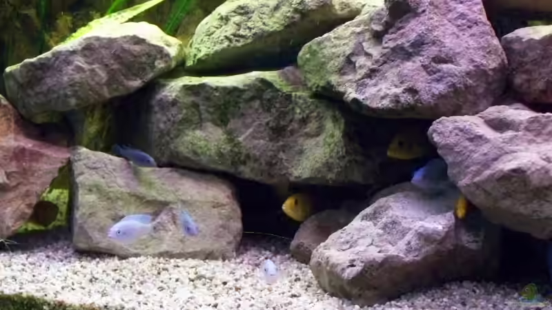 Aquarium Becken 10002 von Andy Hurm (7)