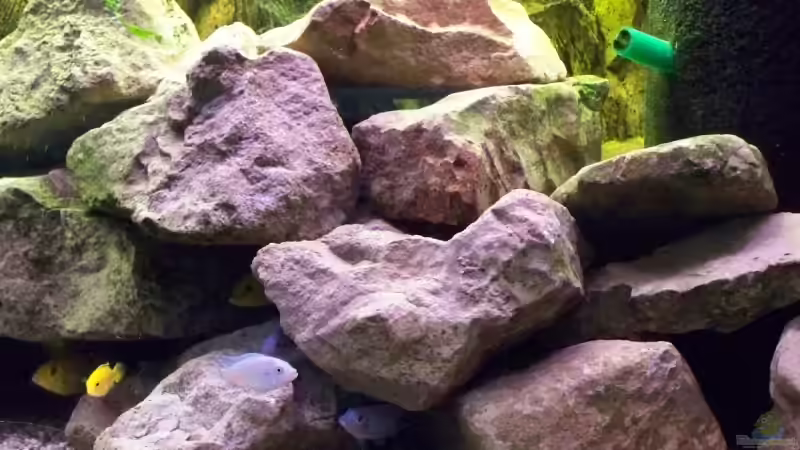 Aquarium Becken 10002 von Andy Hurm (8)