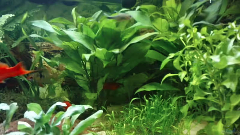 Aquarium Becken 10003 von Thomas Greve (3)