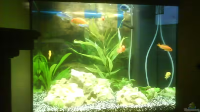 Aquarium Becken 10008 von Carlos Eduardo (2)