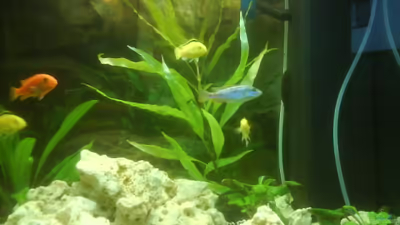 Aquarium Becken 10008 von Carlos Eduardo (3)