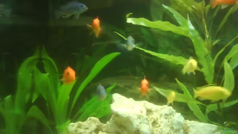 Aquarium Becken 10008 von Carlos Eduardo (4)