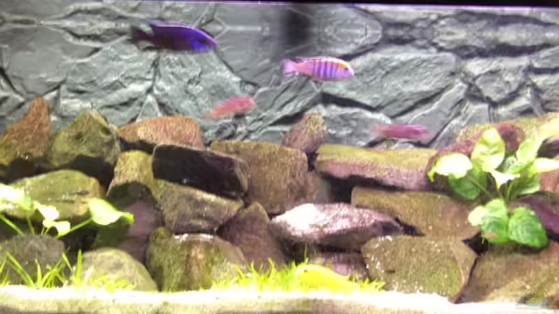 Aquarium Becken 10013 von Malawi310 (3)