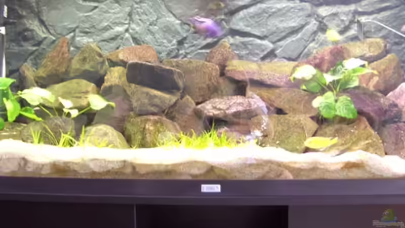 Aquarium Becken 10013 von Malawi310 (5)