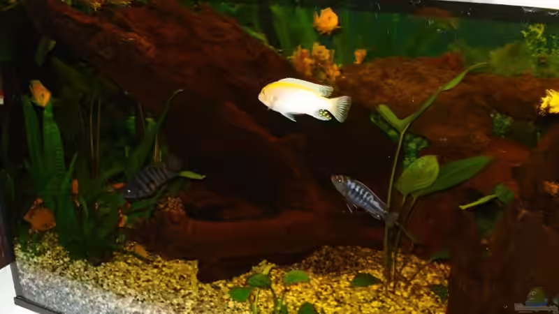 Aquarium Becken 10016 von stone (2)