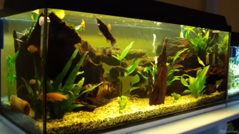 Aquarium Becken 10016 von stone (7)