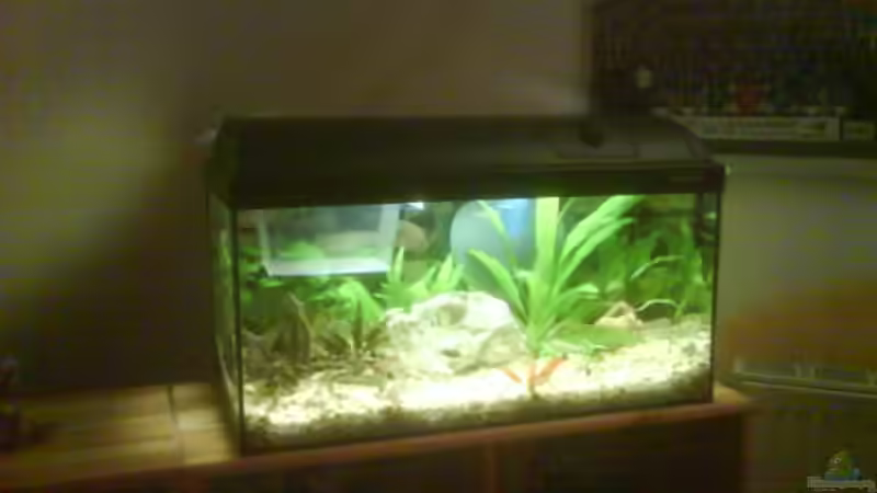 Aquarium Becken 10031 von Carlos Eduardo (2)