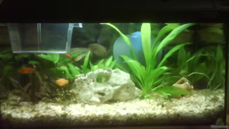 Aquarium Becken 10031 von Carlos Eduardo (3)