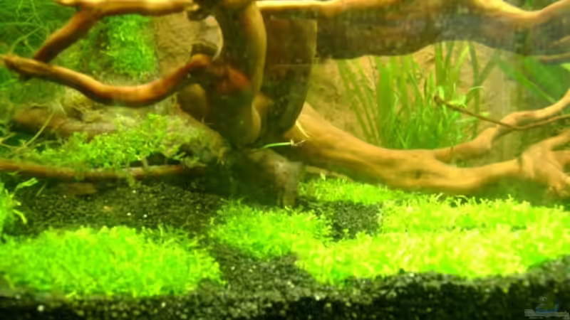 Aquarium Becken 10032 von Robert Bratzig (10)