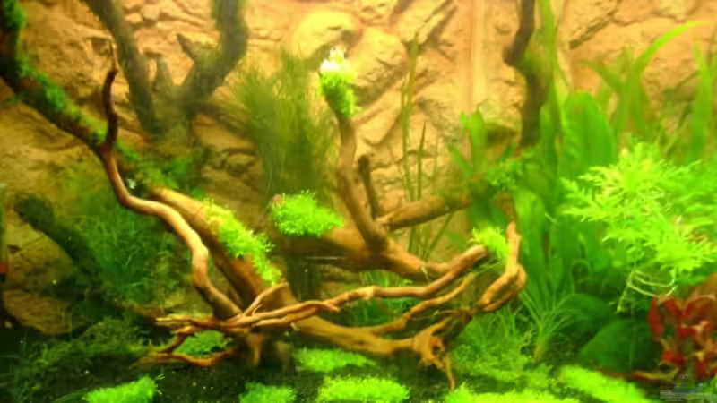 Aquarium Becken 10032 von Robert Bratzig (11)