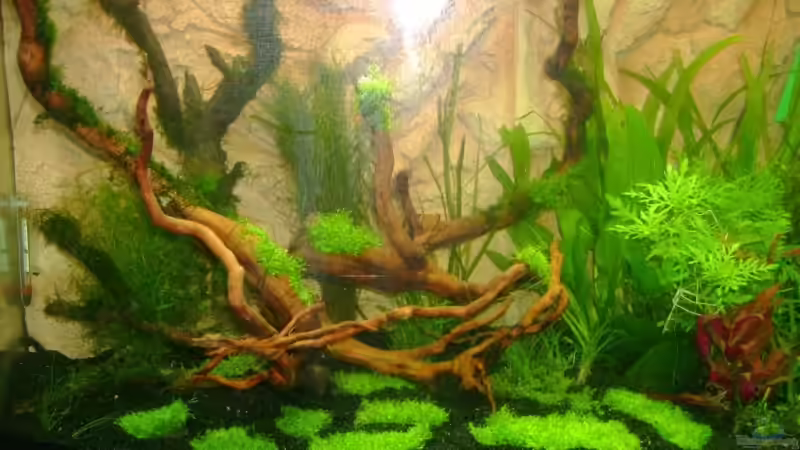 Aquarium Becken 10032 von Robert Bratzig (12)