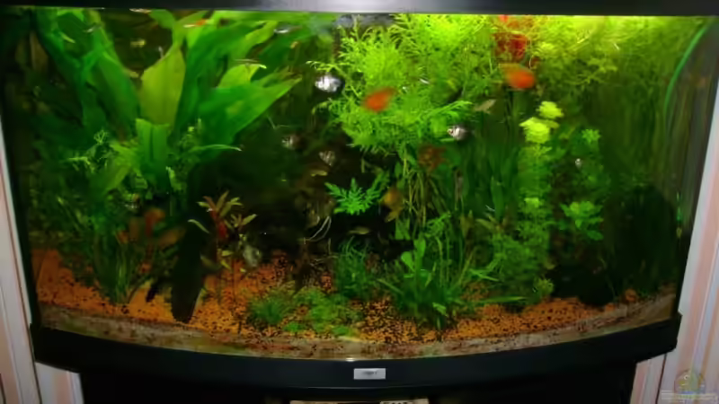 Aquarium Becken 10032 von Robert Bratzig (3)