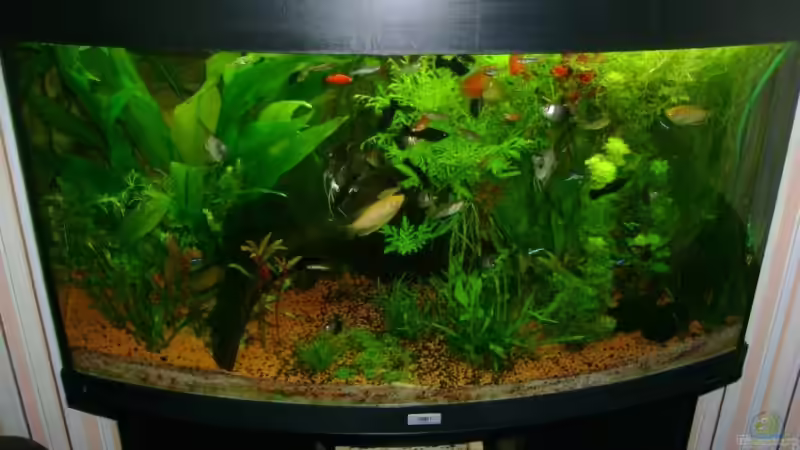 Aquarium Becken 10032 von Robert Bratzig (4)