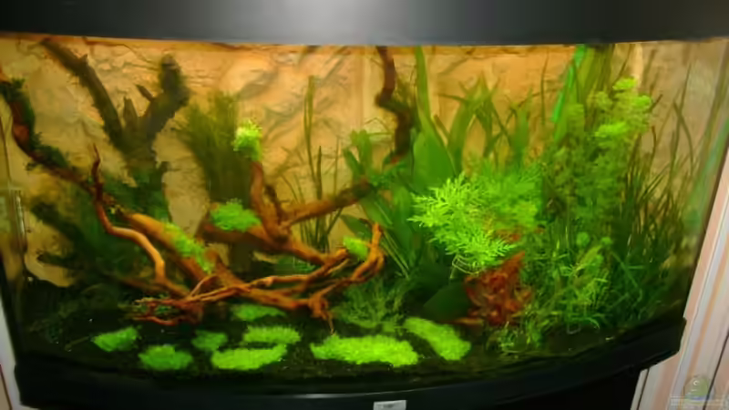 Aquarium Becken 10032 von Robert Bratzig (5)