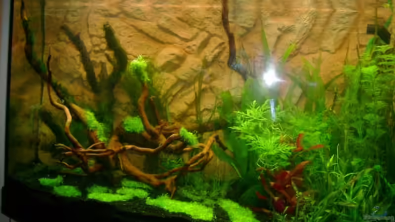 Aquarium Becken 10032 von Robert Bratzig (7)