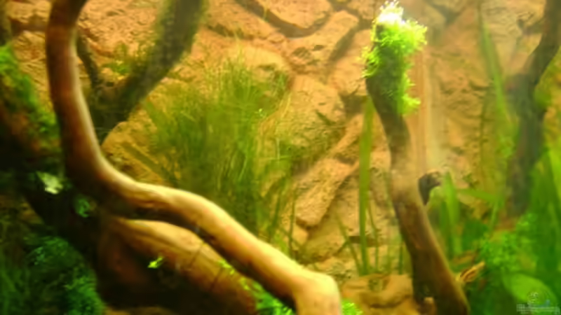 Aquarium Becken 10032 von Robert Bratzig (8)