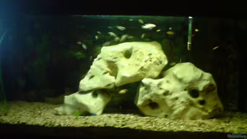 Aquarium Becken 10057 von Johannes Krieger (2)