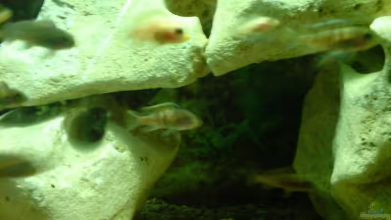 Aquarium Becken 10057 von Johannes Krieger (4)