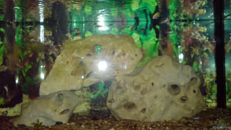 Aquarium Becken 10057 von Johannes Krieger (5)