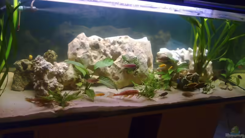 Aquarium Becken 10080 von Jack2010 (10)