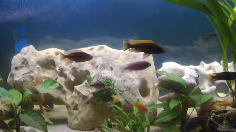 Aquarium Becken 10080 von Jack2010 (11)