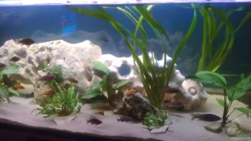 Aquarium Becken 10080 von Jack2010 (12)