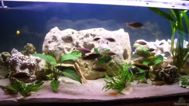 Aquarium Becken 10080 von Jack2010 (2)