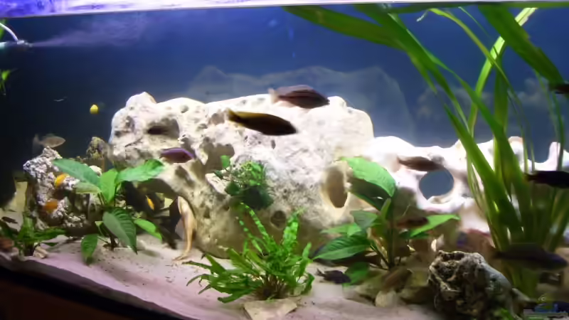 Aquarium Becken 10080 von Jack2010 (3)