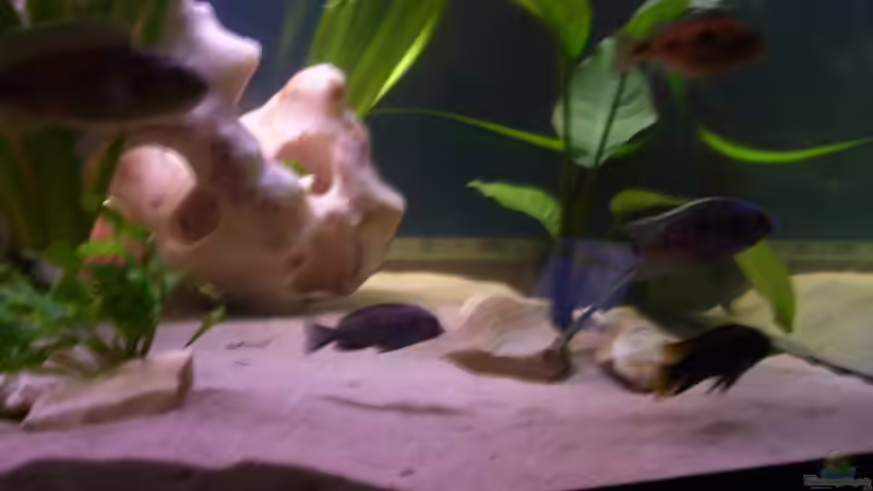 Aquarium Becken 10080 von Jack2010 (6)