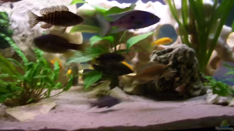 Aquarium Becken 10080 von Jack2010 (7)