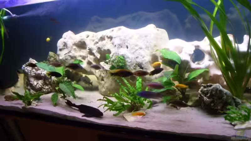 Aquarium Becken 10080 von Jack2010 (8)