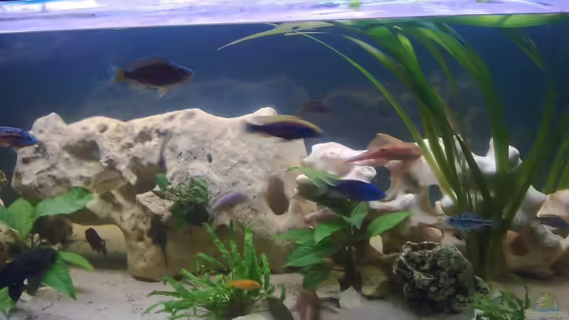 Aquarium Becken 10080 von Jack2010 (9)