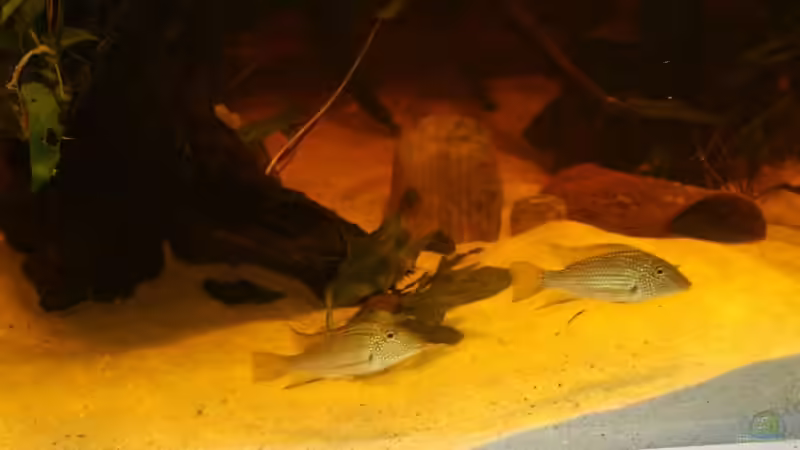 Aquarium Becken 10090 von Barbara Langenberger (3)