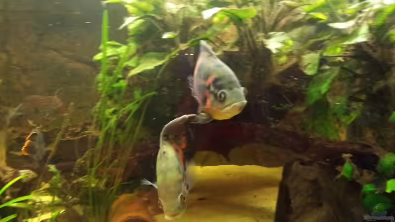 Aquarium Becken 10090 von Barbara Langenberger (9)