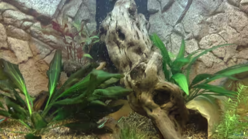 Aquarium Becken 10094 von Basti235 (3)