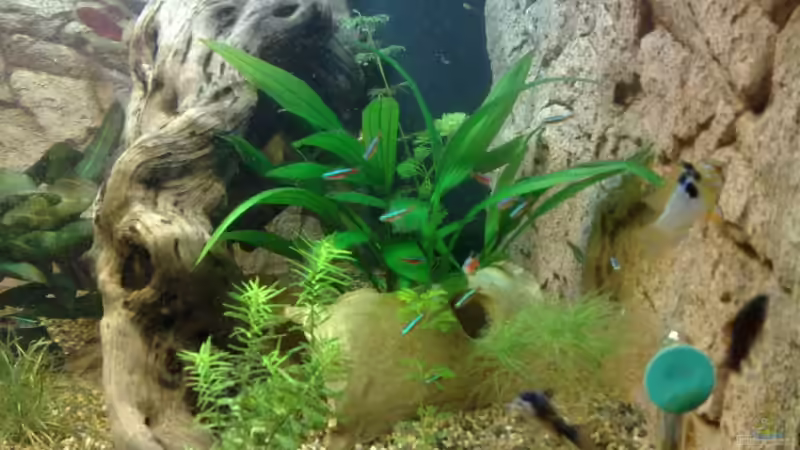 Aquarium Becken 10094 von Basti235 (4)