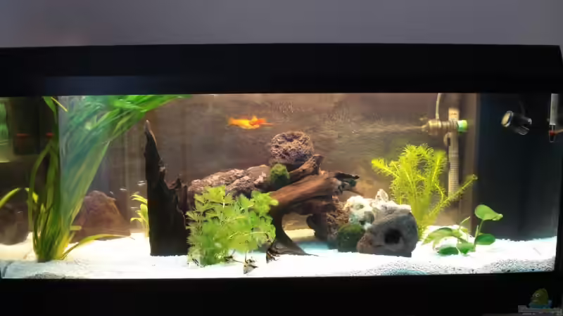 Aquarium Becken 10101 von stone (6)