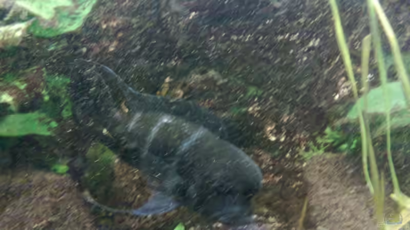 Aquarium Becken 10117 von bertone262 (4)