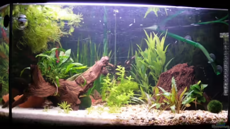 Aquarium Becken 10118 von StefanE. (4)