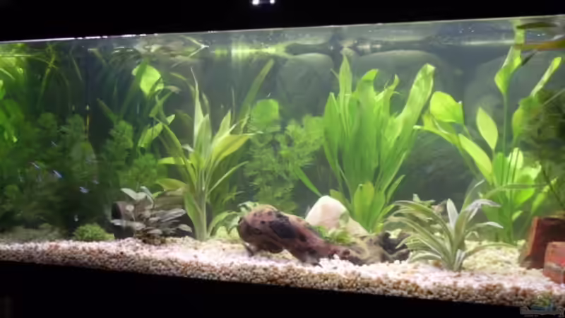 Aquarium Becken 10120 von Marco K. (2)