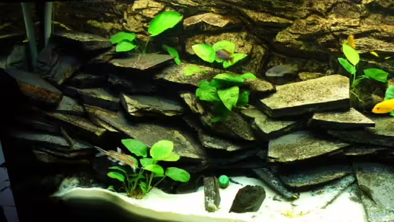 Aquarium Becken 10132 von Juergen Arnold (3)