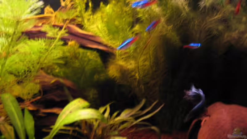 Aquarium Becken 10133 von Iglomer (3)