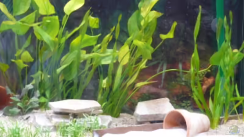 Aquarium Becken 10145 von Volker Roedenbeck (2)