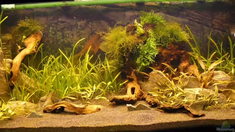 Aquarium Becken 10166 von A. G. (4)