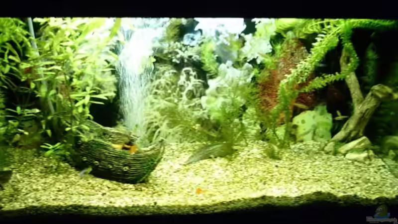 Aquarium Becken 10168 von Marc Holthausen (2)