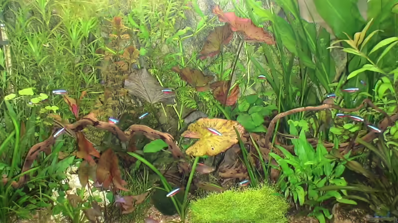 Aquarium Becken 10169 von oxmox78 (3)