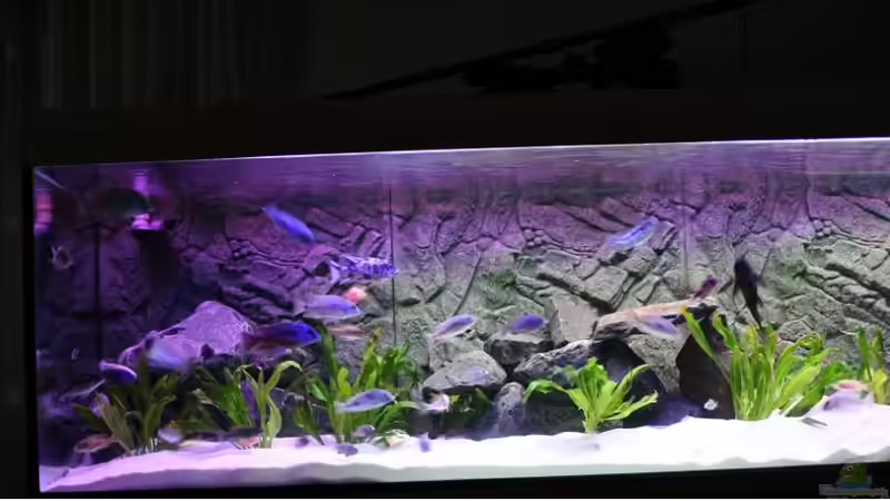 Aquarium Becken 10184 von Johannes Krieger (3)