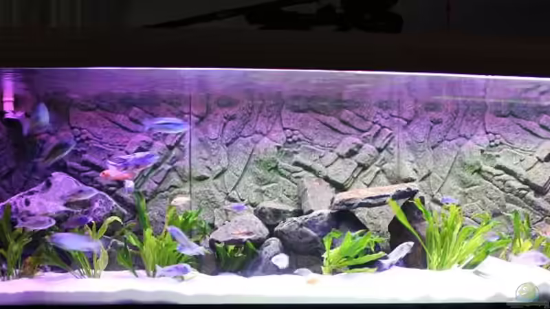 Aquarium Becken 10184 von Johannes Krieger (4)