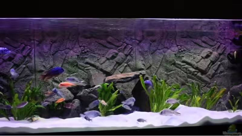 Aquarium Becken 10184 von Johannes Krieger (5)