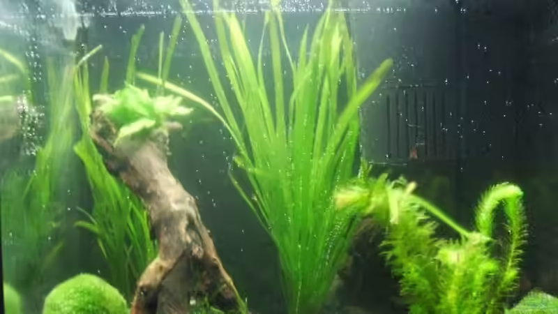 Aquarium Becken 10216 von Lady_Luck (3)